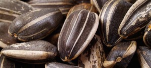 sunflower seed ingredients